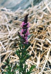 Fackelblomster